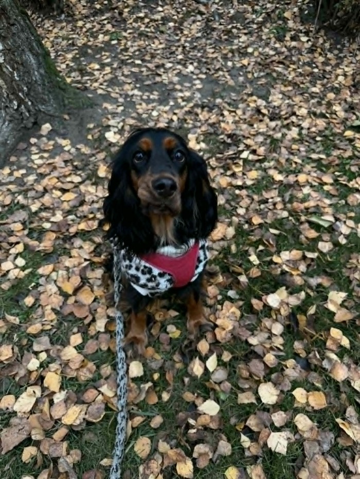 Layla